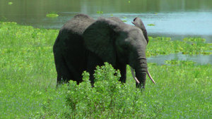 Baby Elephant In The Marsh