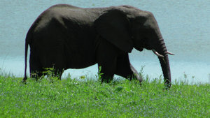 The Male Elephant