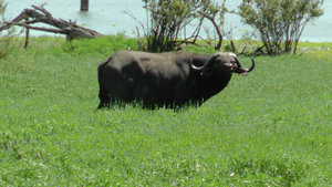 African Buffalo In The Marsh