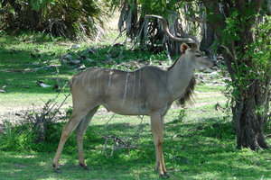 African Antelope