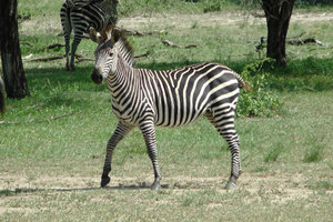 Lone Zebra