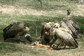 Vultures Feasting On Baby Impala