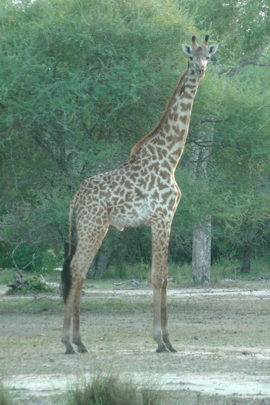 Morning Giraffe