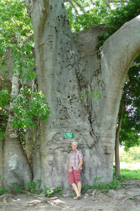 At The Foot Of A Baobab Tree