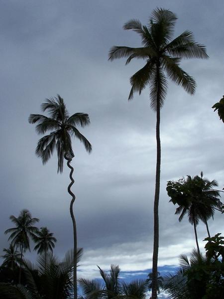 Crazy Palm Tree