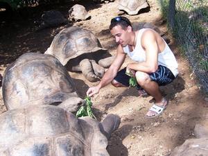 Tortoise Feeding