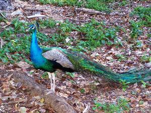 Peacock on Prison Island