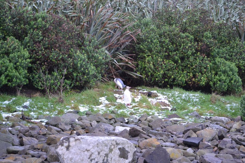 Pinguin bij Curio bay
