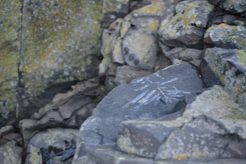 Fossiel van heel oud blad bij Curio Bay