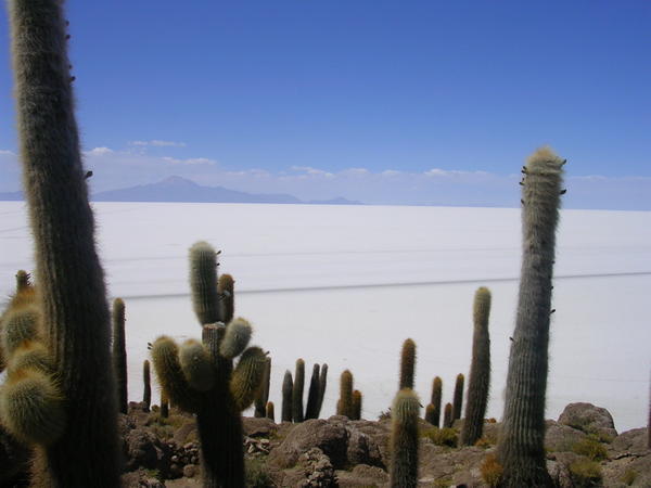 Cactus Isla in the Salt Flats
