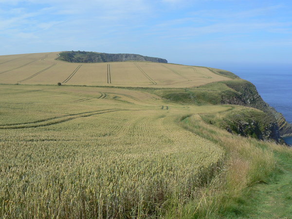 cliff top path near Eyemouth