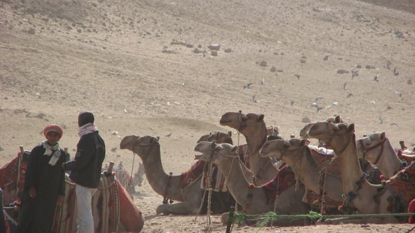 Camels in Giza desert