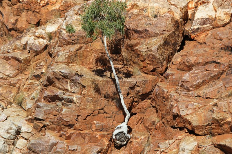 Ormiston Gorge