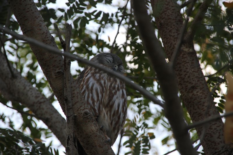 Jabiru caravan park - Owl