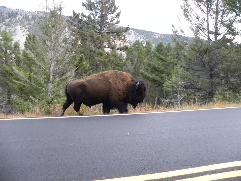 Road-side Bison