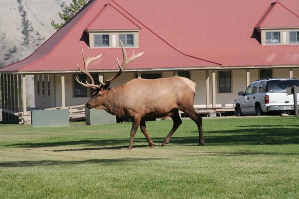 Elk just hanging out in the front yard