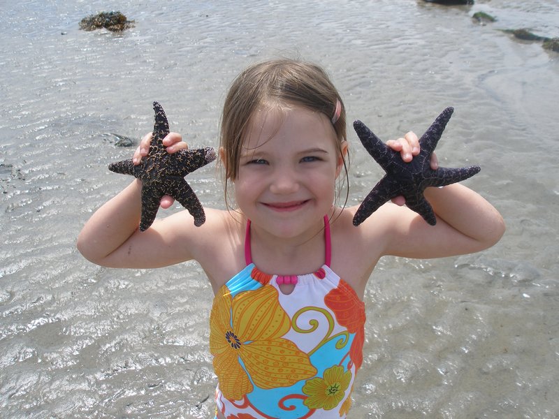 Savary starfish