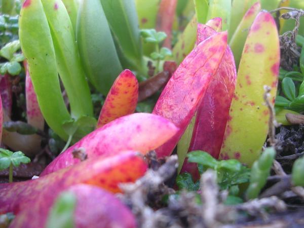 Smartie Plants close up!