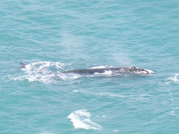 Mother & Calf on The Bight.