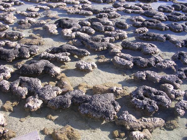 Stromatolites.