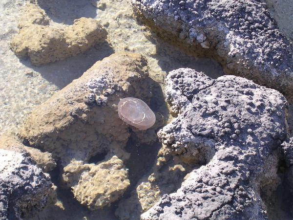 Stromatolites & Jellyfish.