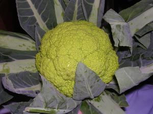 Broccoli Flower