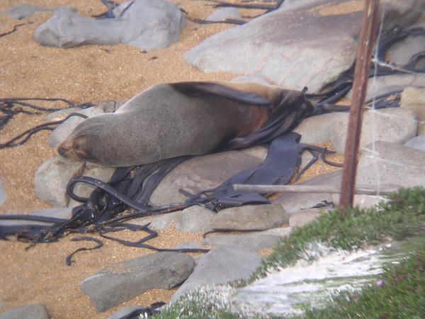 New Zealand Fur Seals.