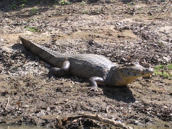 Alligator in Amazon Basin.