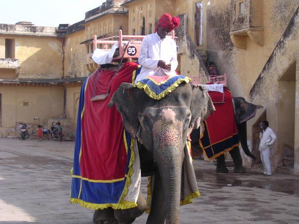 Elephant at the Amber fort, Jaipur