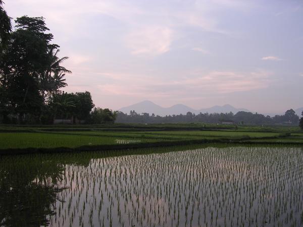 Ricefields in Bali, outside of Ubud.