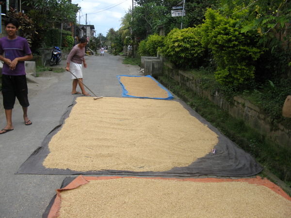 Drying Rice in a village near Ubud