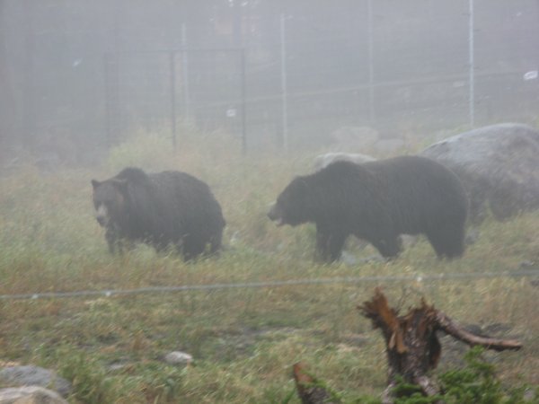 Grizzly habitat atop Grouse Mountiain
