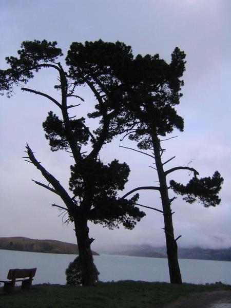 Pinus Radiata - Coastal Track Lyttleton
