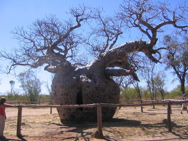 Prison Tree Boab