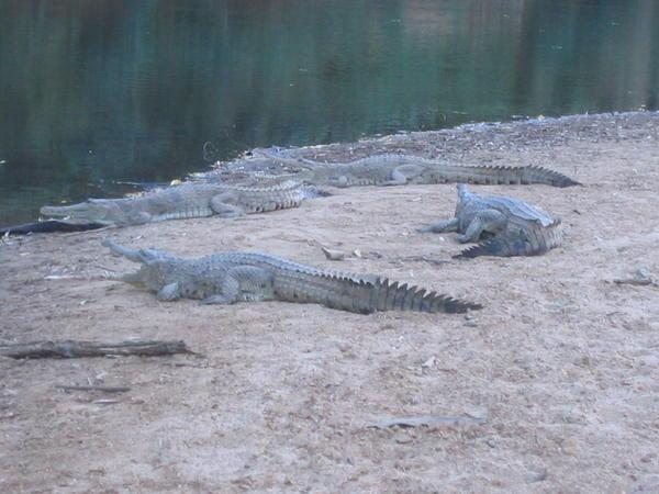 Freshies, Windjana Gorge