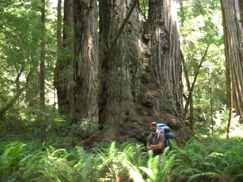 Redwoods NP