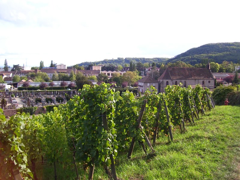 A Sunday walk in the grape vines