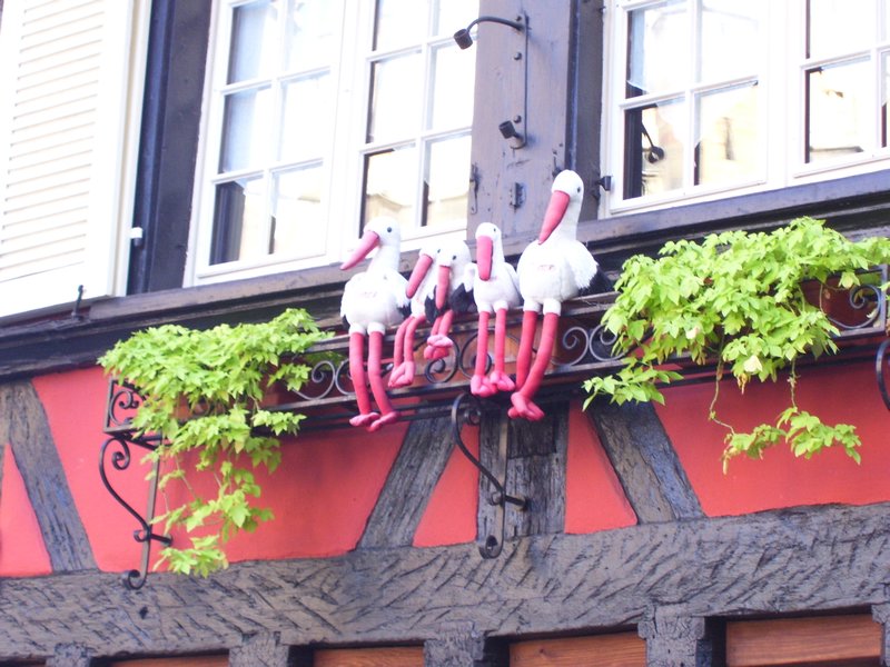 The famous Alsacian storks
