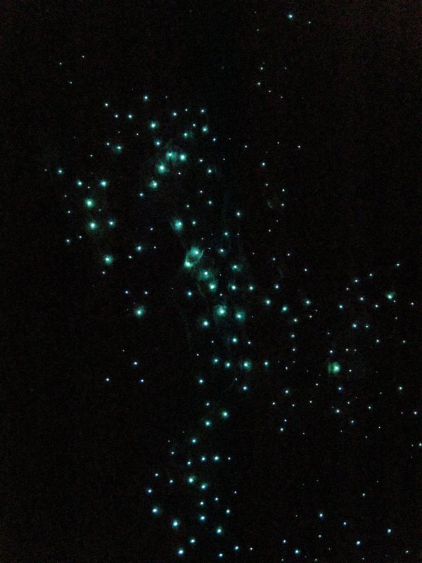 download blue glow worm