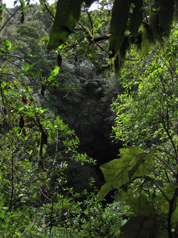 The Hidden entrance to the caves.