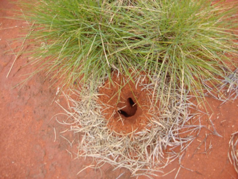An Ant hill