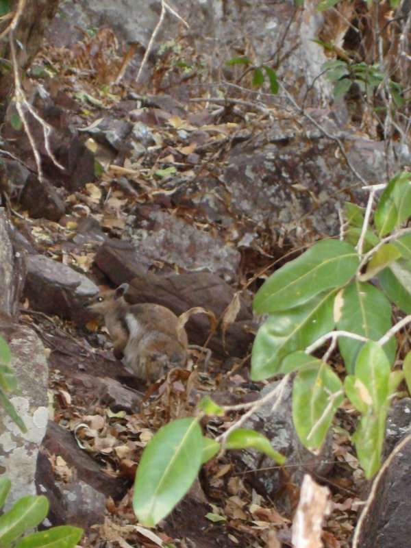 Can you see the wallaby?