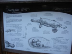 Platypus viewing area