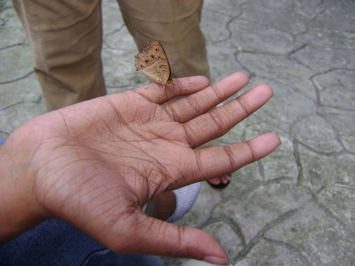 Butterfly in my hand
