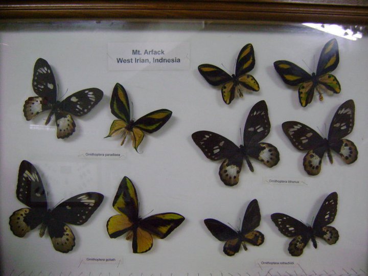 more butterflies