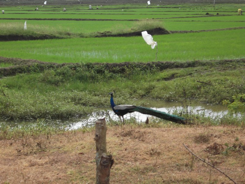 Peacock in the paddy fields