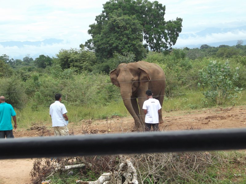 feeding the elephants 02