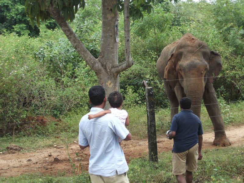 feeding the elephants 05