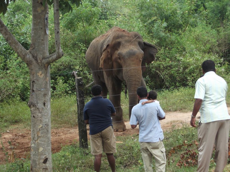 feeding the elephants 07
