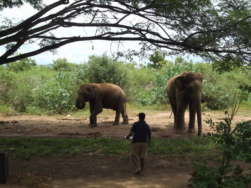 feeding the elephants 15